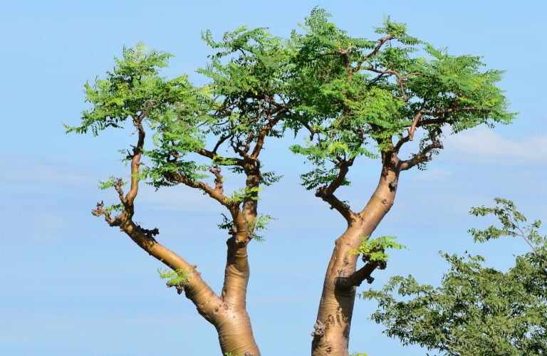 Moringa oleifera