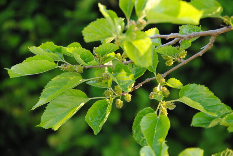 Maulbeerblätter (Morus alba)