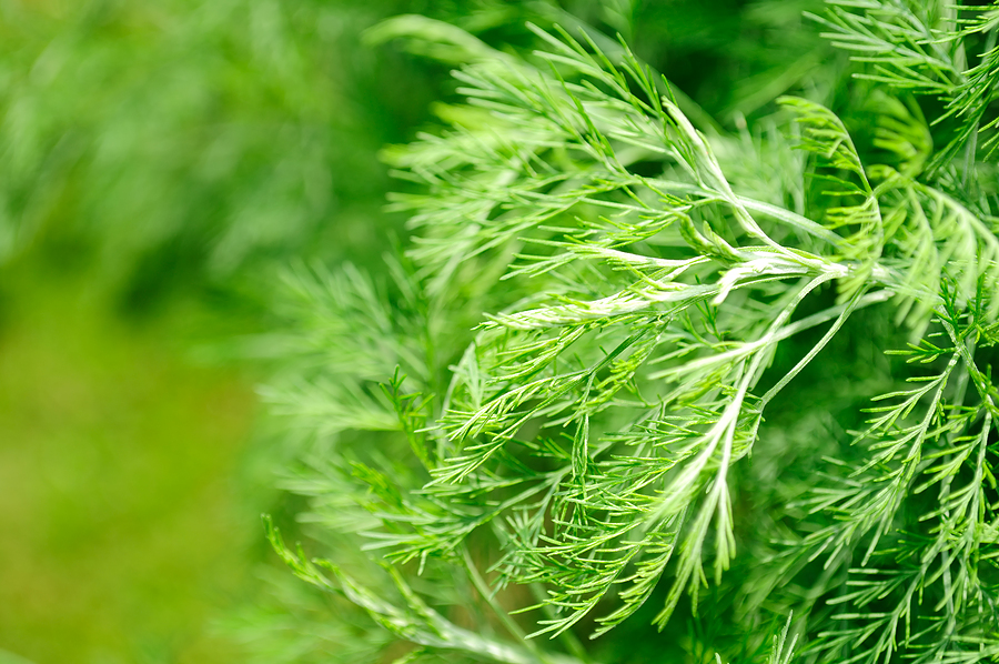 Artemisia bei Akne