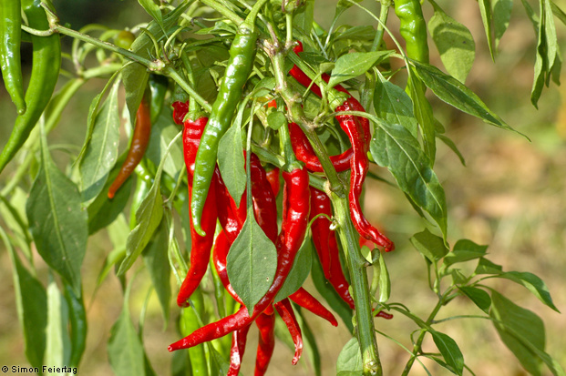 Cayenne scharf