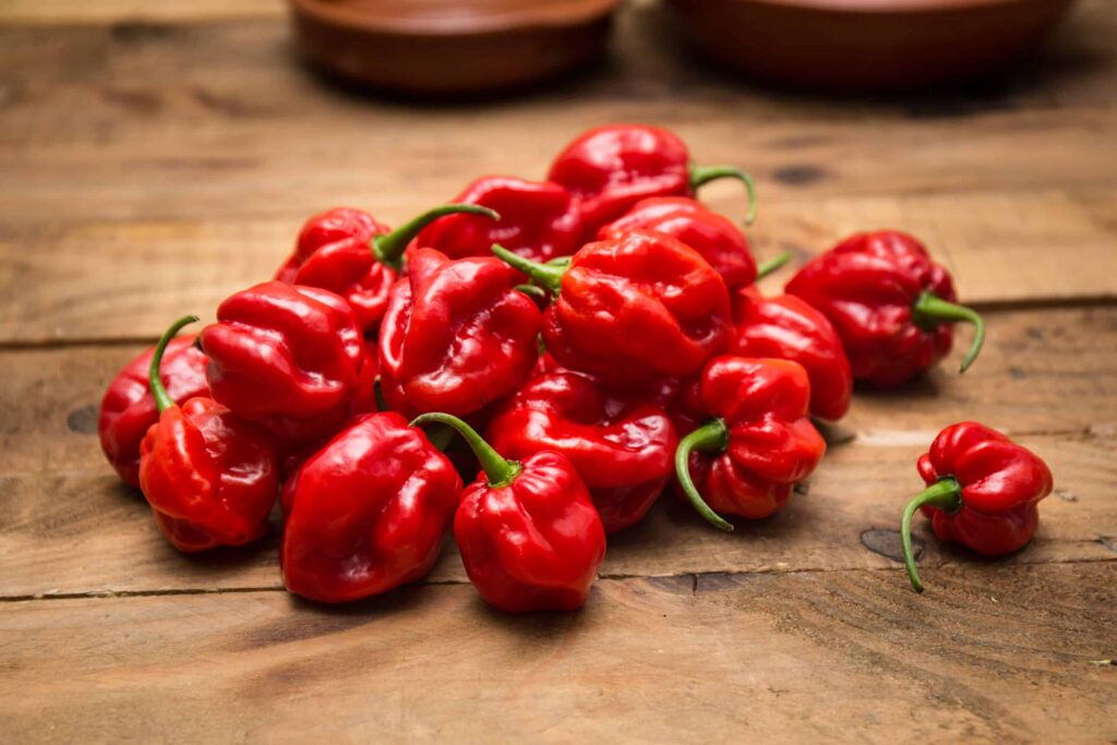 Habanero sehr scharf