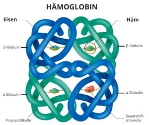 Hämoglobin, Eisen