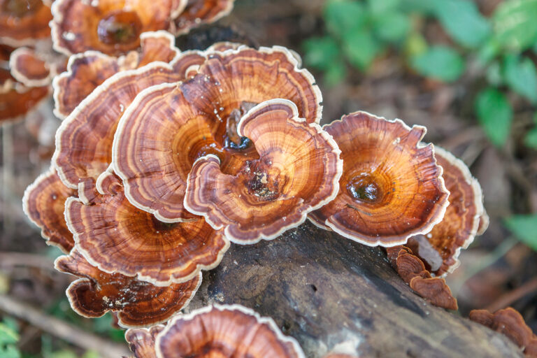 Reishi-Heilpilz