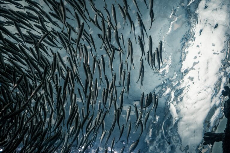 Omega-3-Fettsäuren
