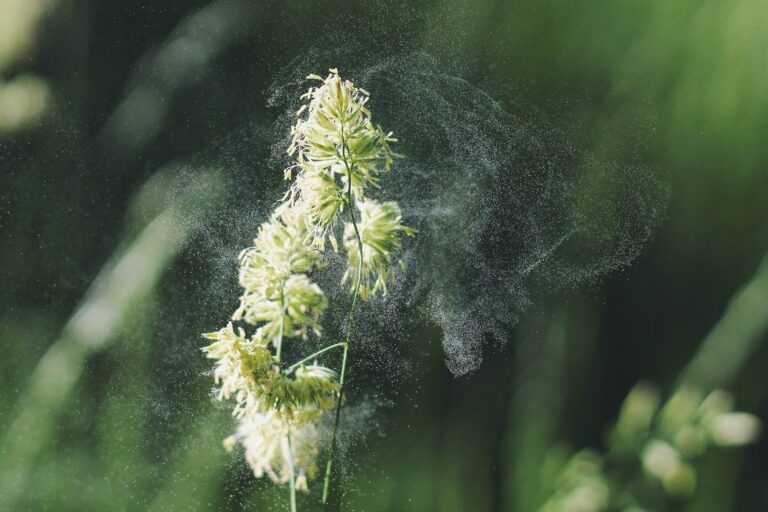 Blütenpollen