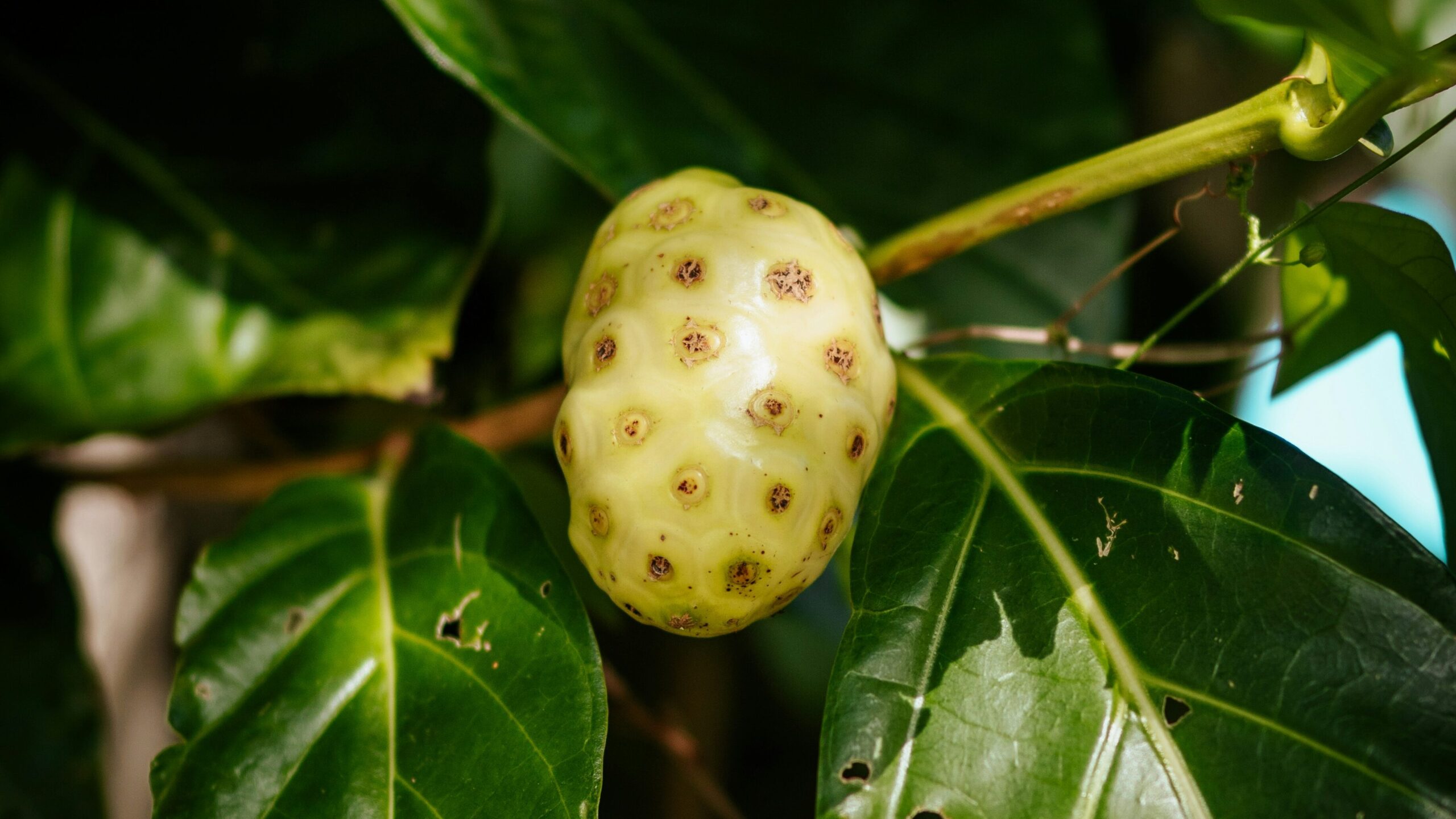 Noni-Frucht gegen AGE's