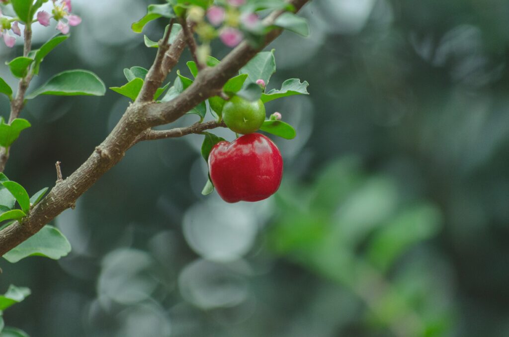 Acerola-Kirsche enthält viel Vitamin C